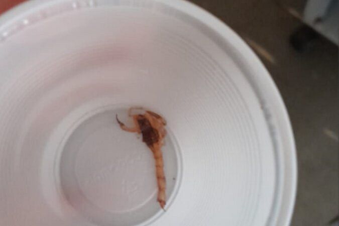 Filha encontra escorpião na fralda do pai em hospital