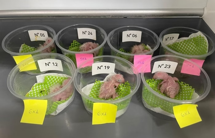 Araras nascem em SP de ovos resgatados de mala de traficante