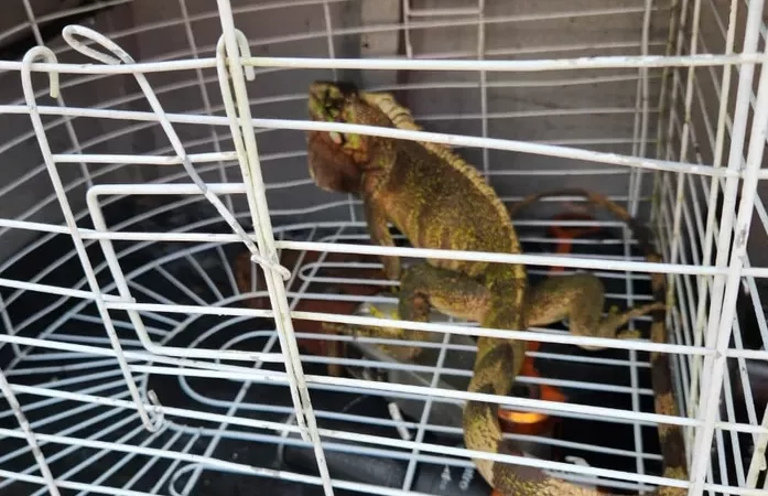 Bombeiros resgatam iguana em União dos Palmares e recolocam animal em área segura