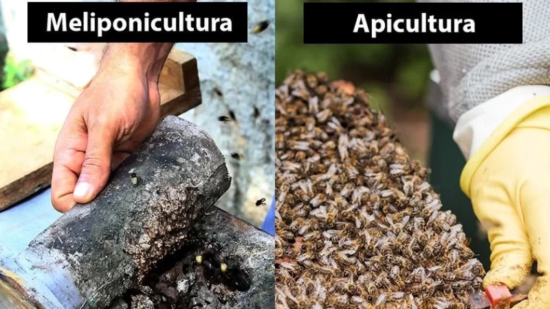 Apicultores e meliponicultores de Alagoas fundam cooperativa no próximo sábado (14)