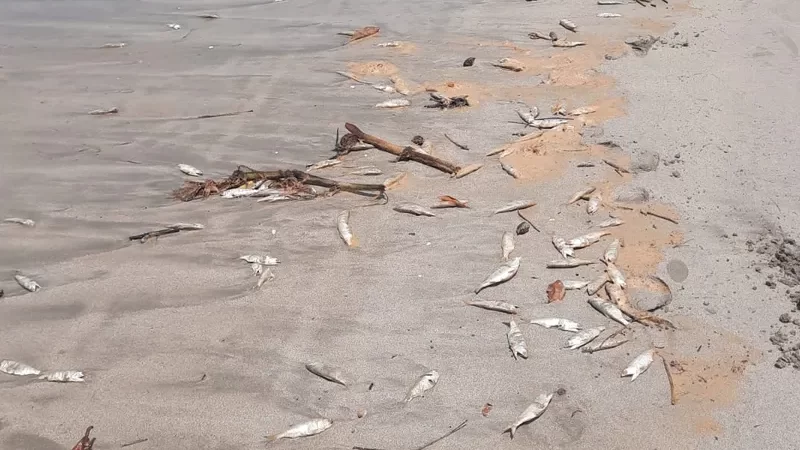 IMA recolhe amostras de água para identificar causa da morte de peixes no Litoral Norte