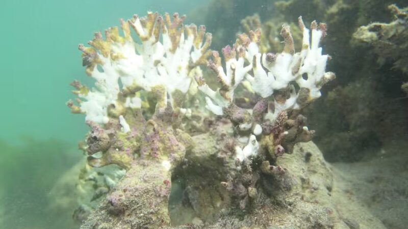 Estudo aponta perda de 90% dos corais em Maceió e Maragogi: ‘Grande cemitério embaixo d’água’, dizem pesquisadores da Ufal