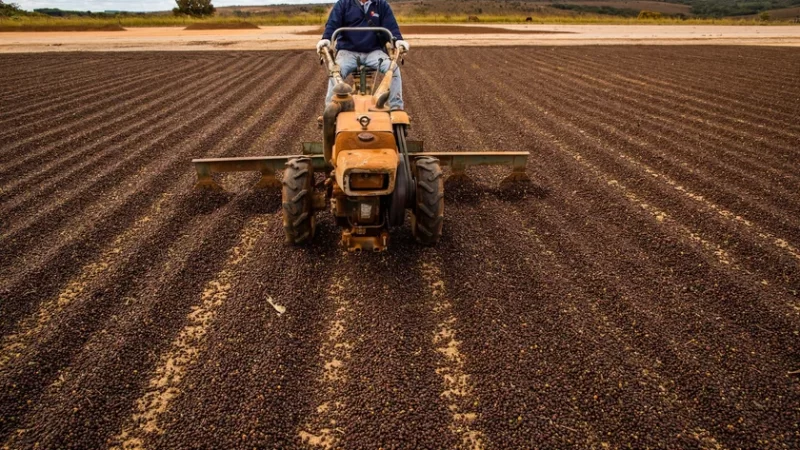 Cooperativas usam inteligência artificial na classificação do café
