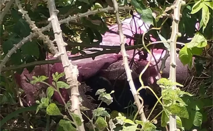 PM é acionada para achado de cadáver, mas ‘vítima’ estava dormindo em plantação