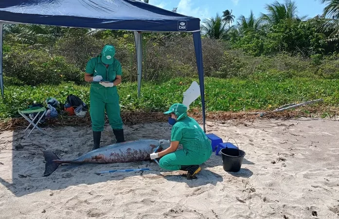 Boto-cinza é encontrado morto em praia do litoral norte de Alagoas