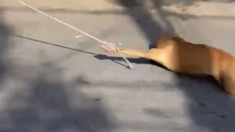 Palmeira: Suspeito de arrastar cachorro amarrado em corda é identificado e deve se entregar à polícia nesta terça (12)