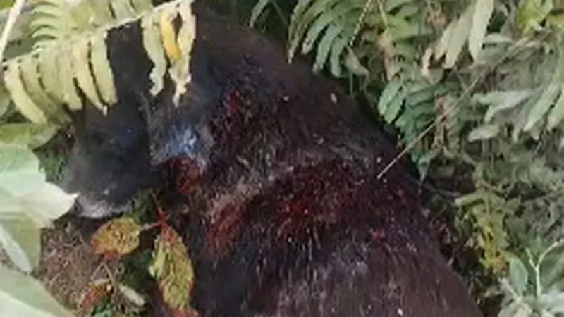 Cachorro é encontrado ferido após mais um ataque contra animais em Arapiraca