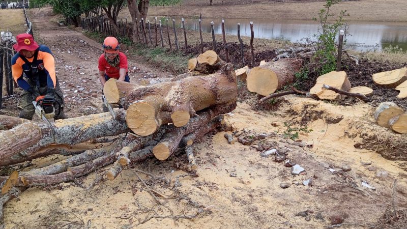 Fortes chuvas no Agreste causam queda de árvore em Palmeira dos Índios