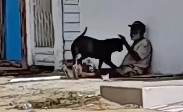 Idoso é preso após praticar atos libidinosos com cadela