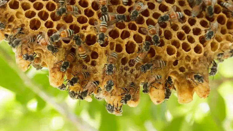 Enxame de abelhas ataca família e 4 pessoas são levadas para UPA