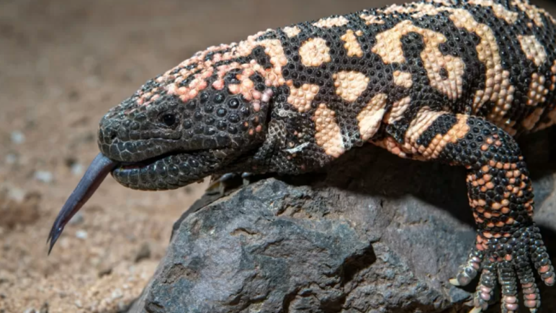 Ozempic: como veneno de lagarto que só come 6 vezes por ano revelou remédio
