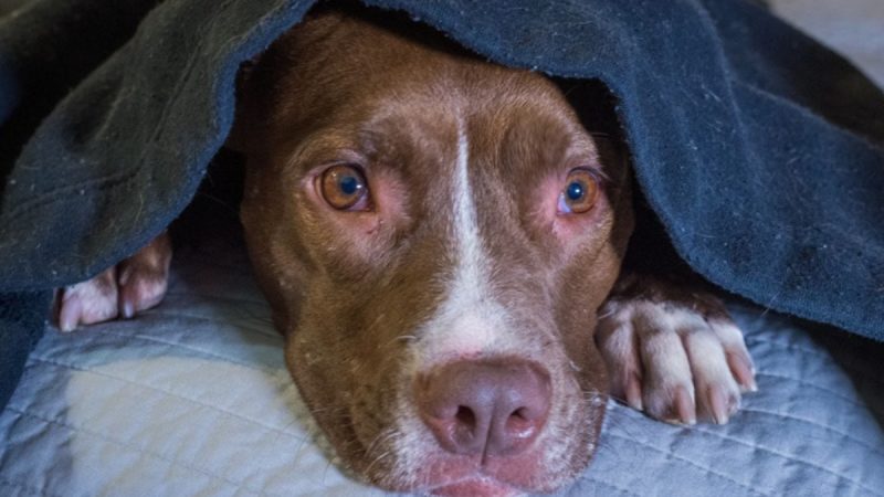 Luto canino: entenda como os cães lidam com o sentimento da perda