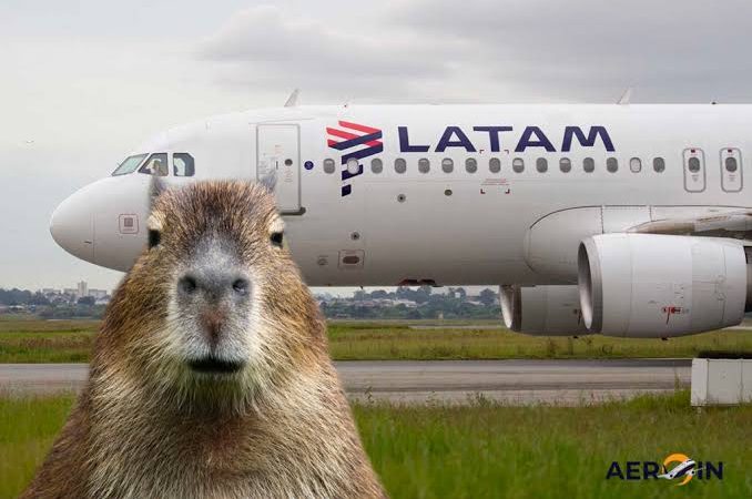 Capivara é o quarto animal que mais representa risco para a aviação no Brasil