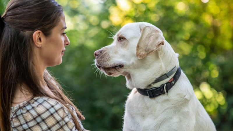 Por que vemos sentimentos humanos nos cães