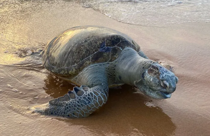 Tartaruga-verde adulta é encontrada morta na orla de Jacarecica, em Maceió