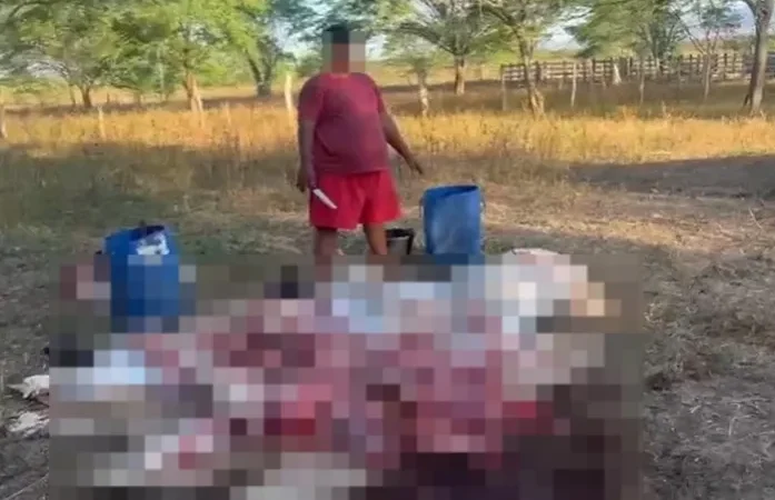 Prefeito de Major Izidoro é investigado após abate de boi em fazenda e retirada de carne
