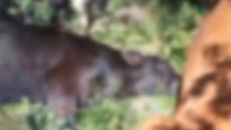 Após serem atingidos por raios, mais de 25 vacas e bezerros morrem