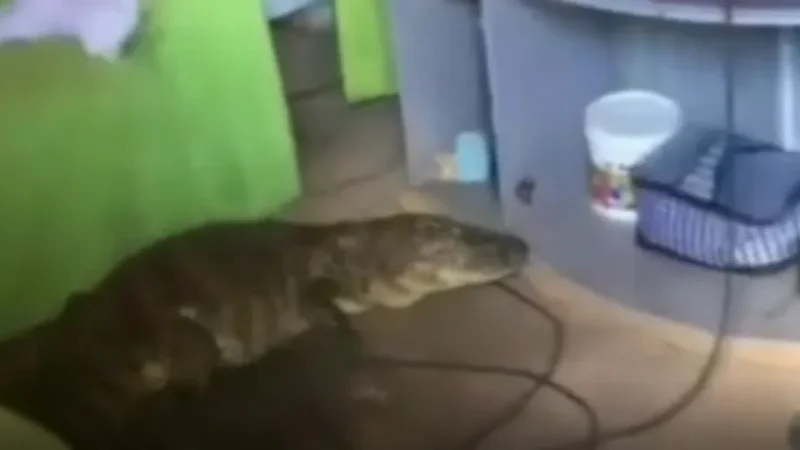Jacaré surpreende e é encontrado dentro de casa no bairro Petrópolis, em Maceió