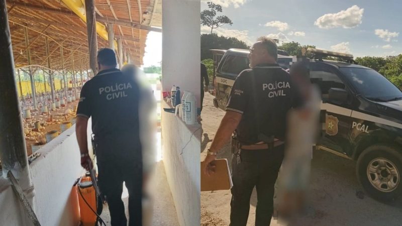 Foragido por estupro em SP é preso no primeiro dia de trabalho em granja no interior de AL