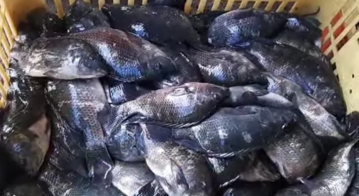 Entrega de peixes durante a Semana Santa segue cronograma em Palmeira dos Índios