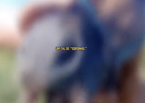 Maus-tratos: família denuncia que cavalo teve dentes arrancados no Pilar