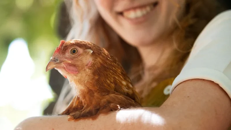 Galinhas felizes? Bem-estar animal melhora a qualidade dos alimentos