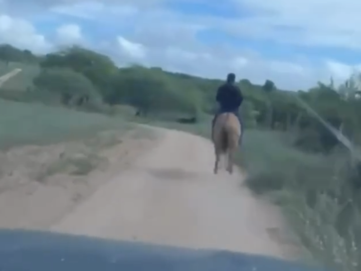 Estratégia “à moda antiga”: Delegado usa cavalo para prender suspeito de estupro no Sertão de AL