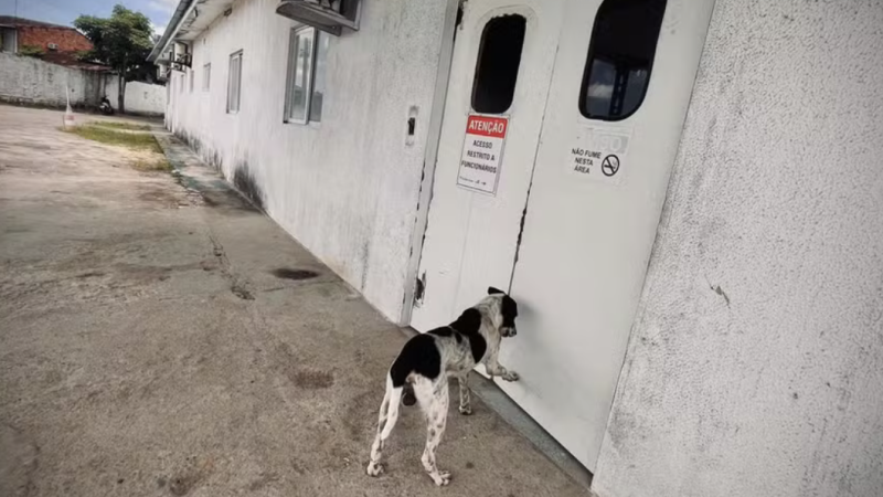 Companheiro: cão ‘faz plantão’ em frente a hospital até tutor receber alta médica em Rio Largo