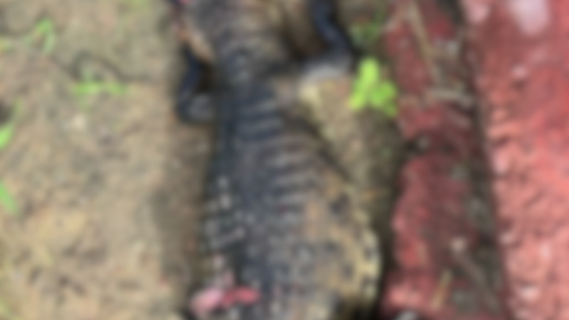 Jacaré é encontrado morto após ser visto caminhando em via de Arapiraca