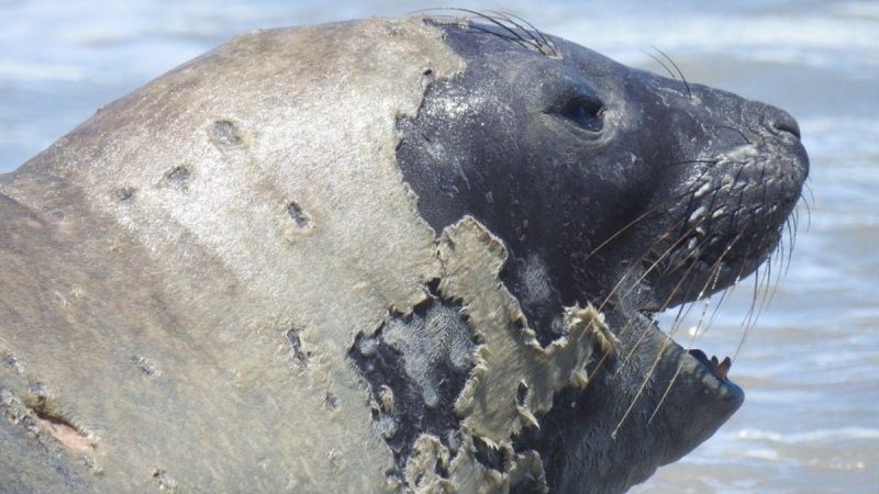 Instituto Biota aponta que elefante-marinho Leôncio foi vitima de violência extrema